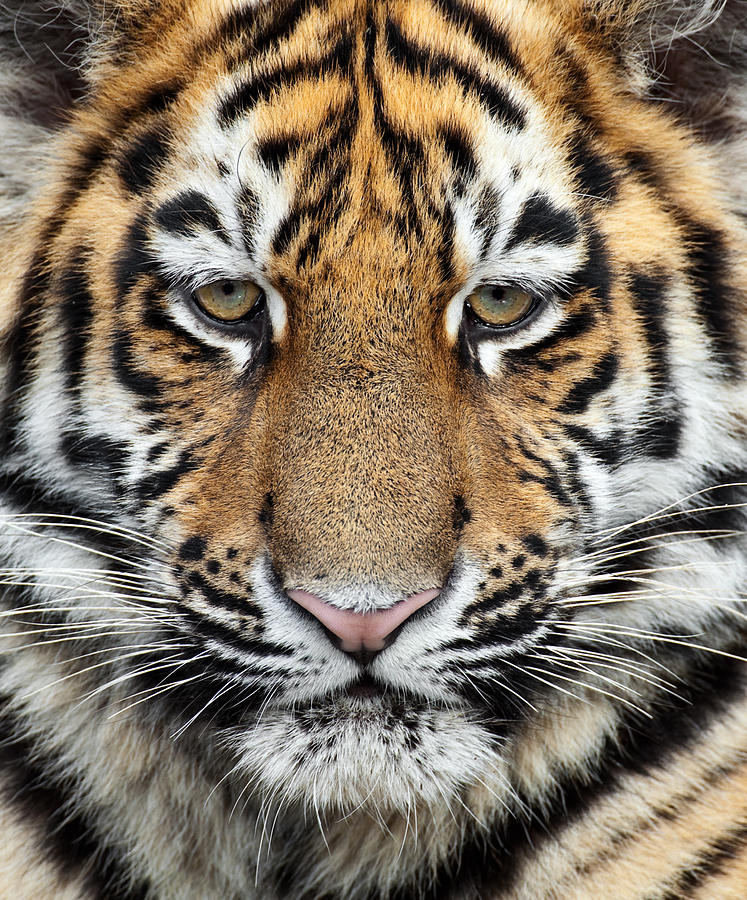 Little Siberian Tiger Close Up Photograph by Andyworks