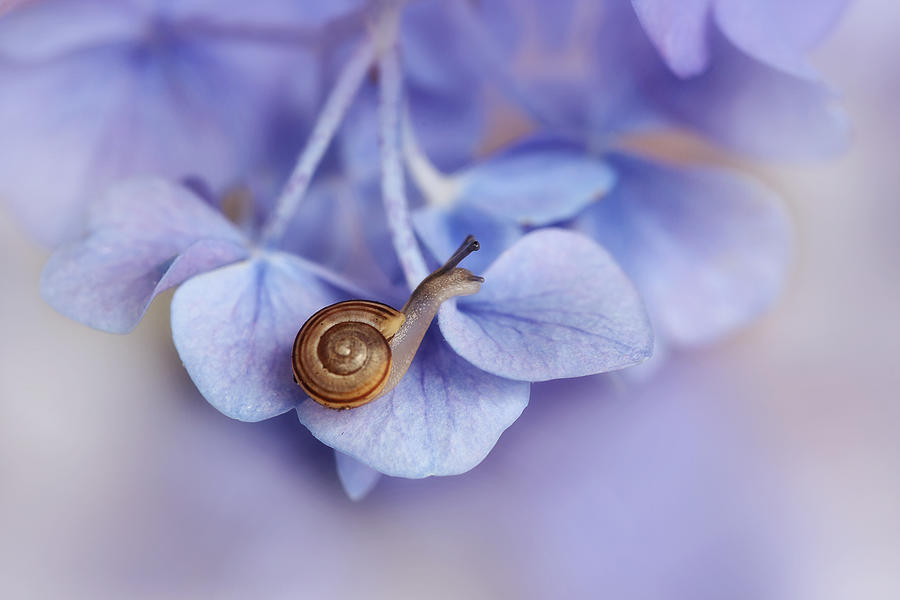 Animal Photograph - Little Snail On Hydrangea by Ellen Van Deelen