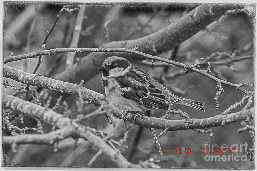 Sparrow Photograph - Little Sparrow B and W by Donna L Munro