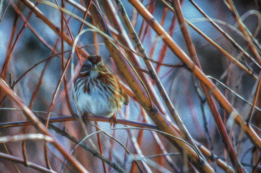 Little Sparrow Photograph by Bill Wiebesiek