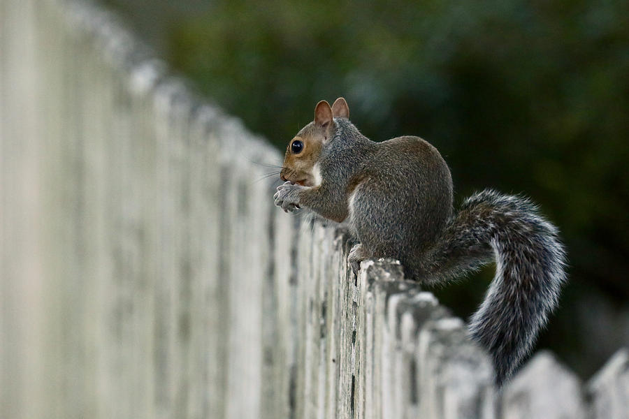 Little Squirrel at the End of the Day Photograph by Rachel Morrison