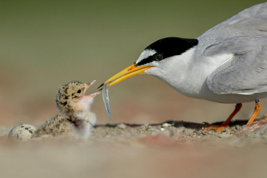 Little Tern Feeding Chick, Sado Estuary, Portugal. June Photograph By 