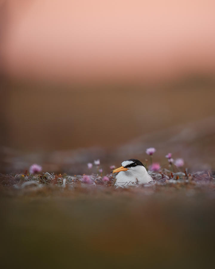 Wildlife Photograph - Little Tern In Sunset by Magnus Renmyr