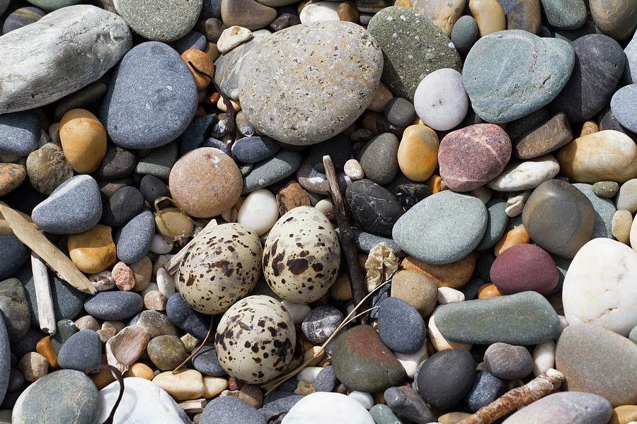 Little Tern Nest With Three Eggs In Shingle Ridge, Ireland Photograph ...