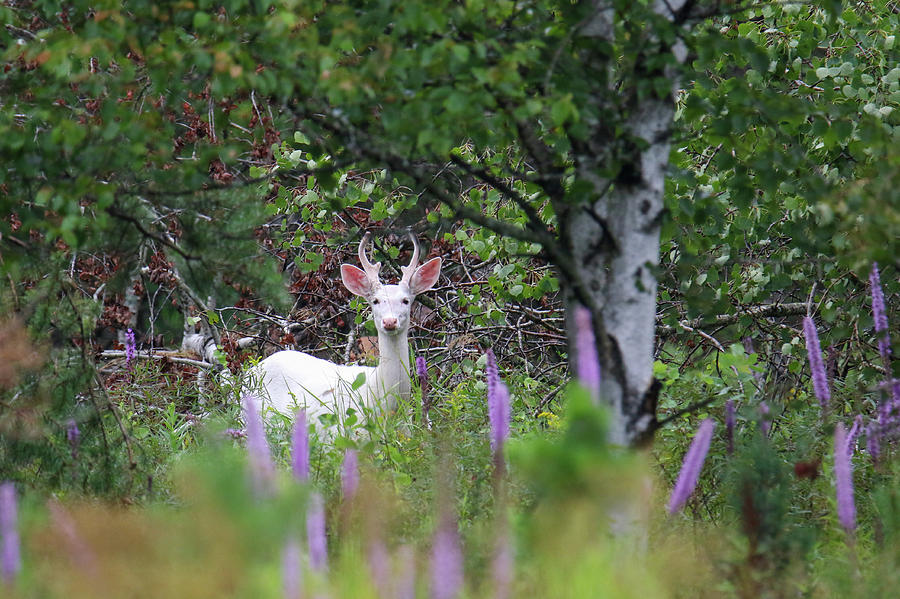 Little White Buck Photograph by Brook Burling