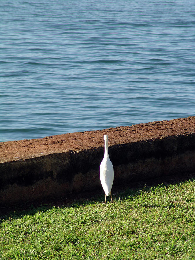 Little Photograph - Little White Egret Egretta garzetta by Robert Braley Little Photograph - Little White Egret Egretta garzetta by Robert Braley