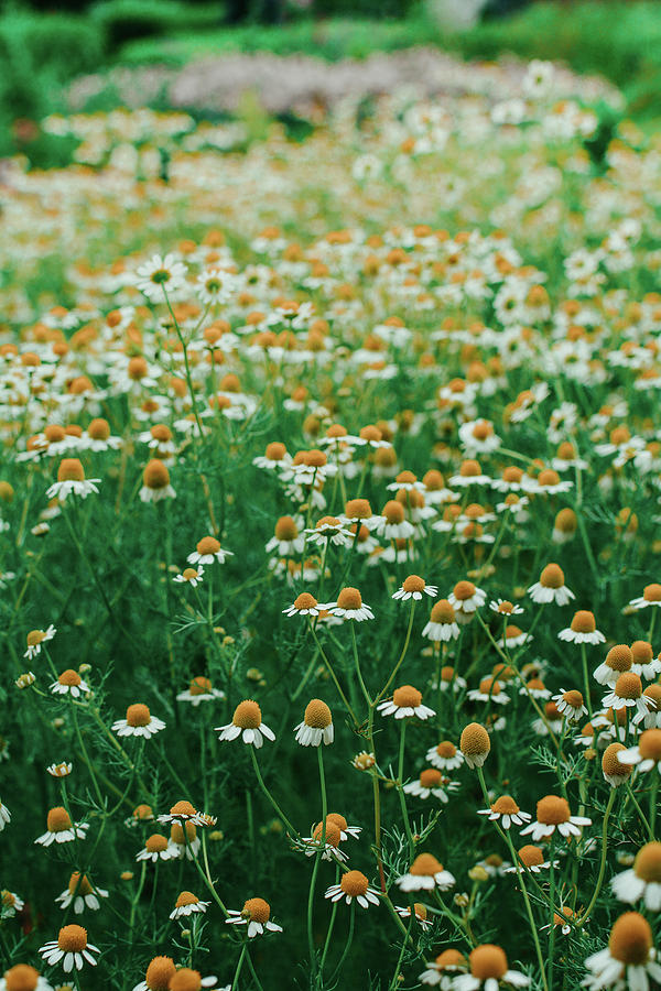 Little White Flowers Photograph