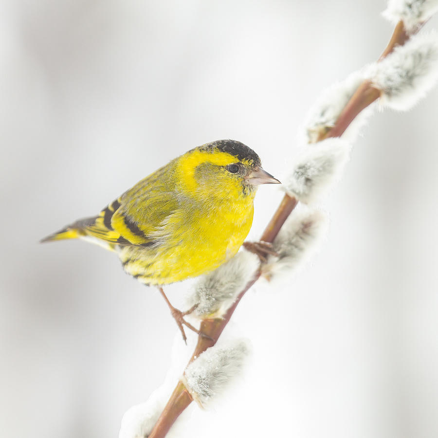Little Yellow Bird Photograph by Annie Keizer