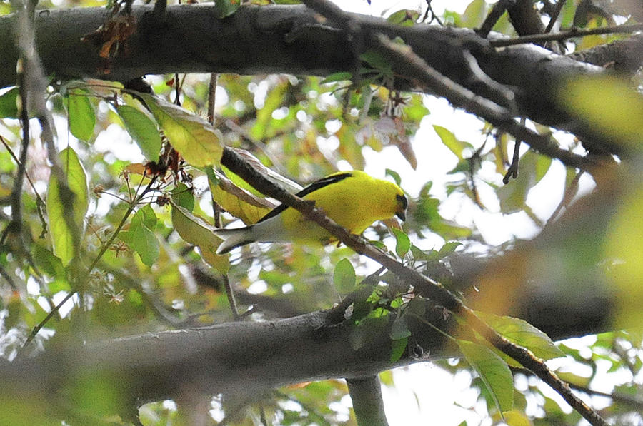 Little Yellow Bird Photograph by Chance Kafka