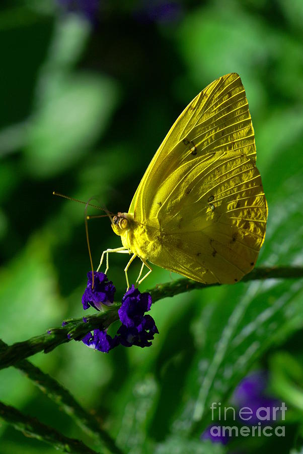 Little Yellow Butterfly Photograph by Steffani GreenLeaf