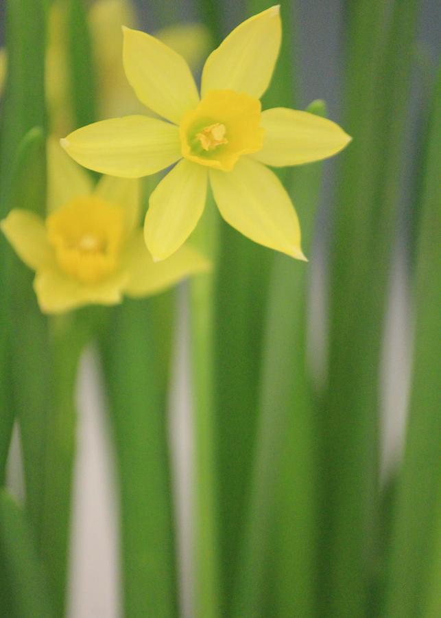 Little Yellow Daffodils Photograph by The Art Of Marilyn Ridoutt-Greene