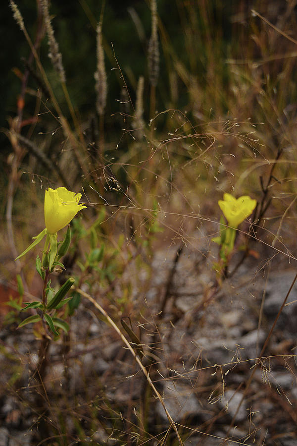 Little Yellow Flowers Photograph by Chance Kafka