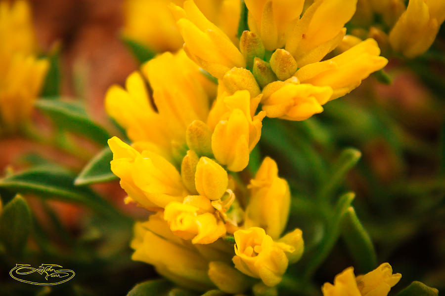 Little Yellow Flowers Photograph by John Marr