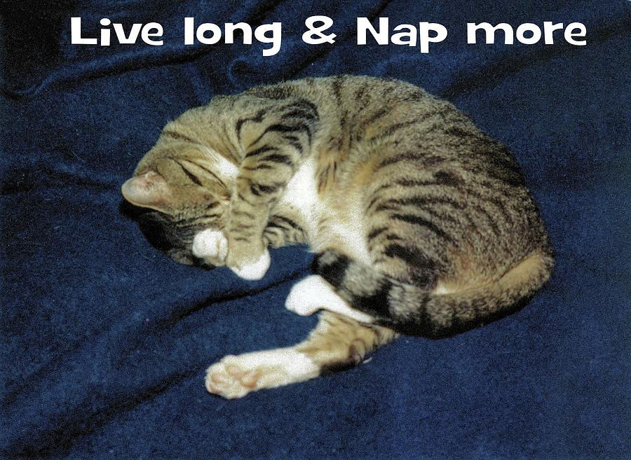 Live long Nap more Photograph by Laura Smith
