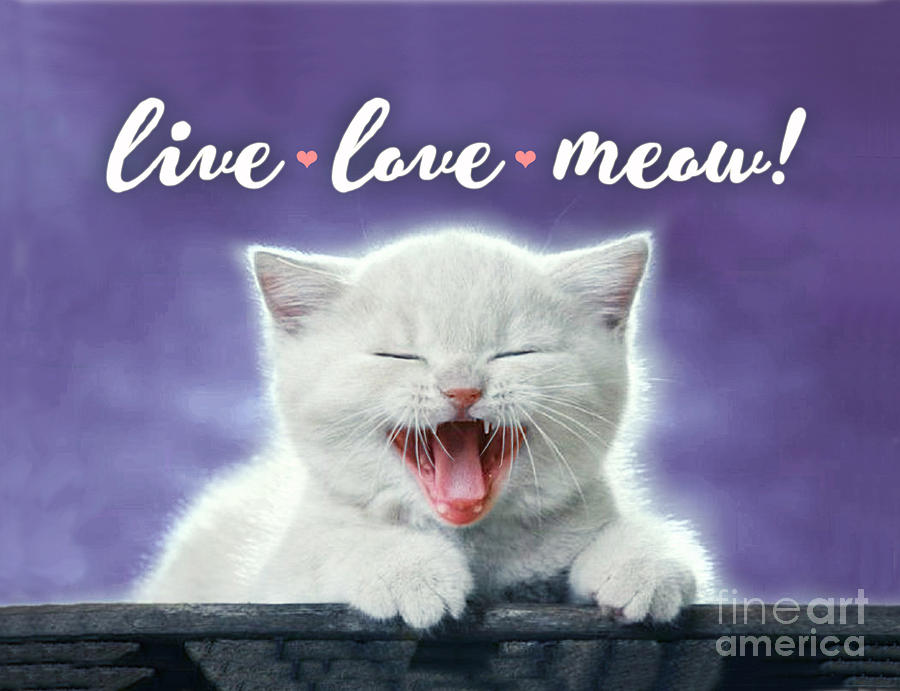 Live Love Meow Purple Digital Art by Evie Cook