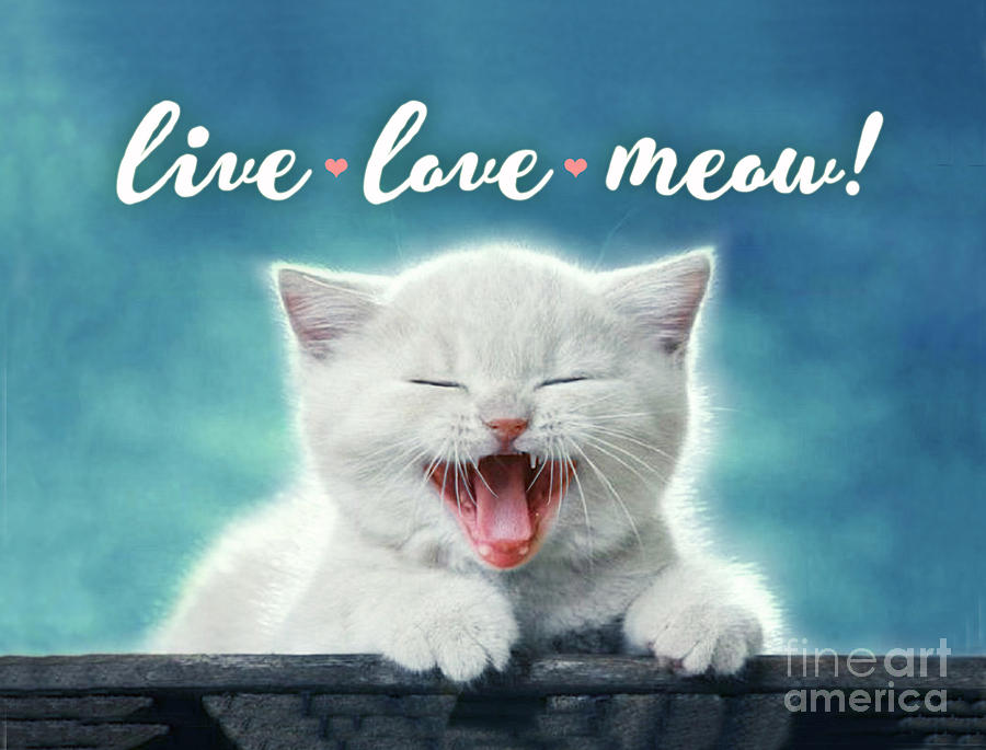 Live Love Meow blue Digital Art by Evie Cook