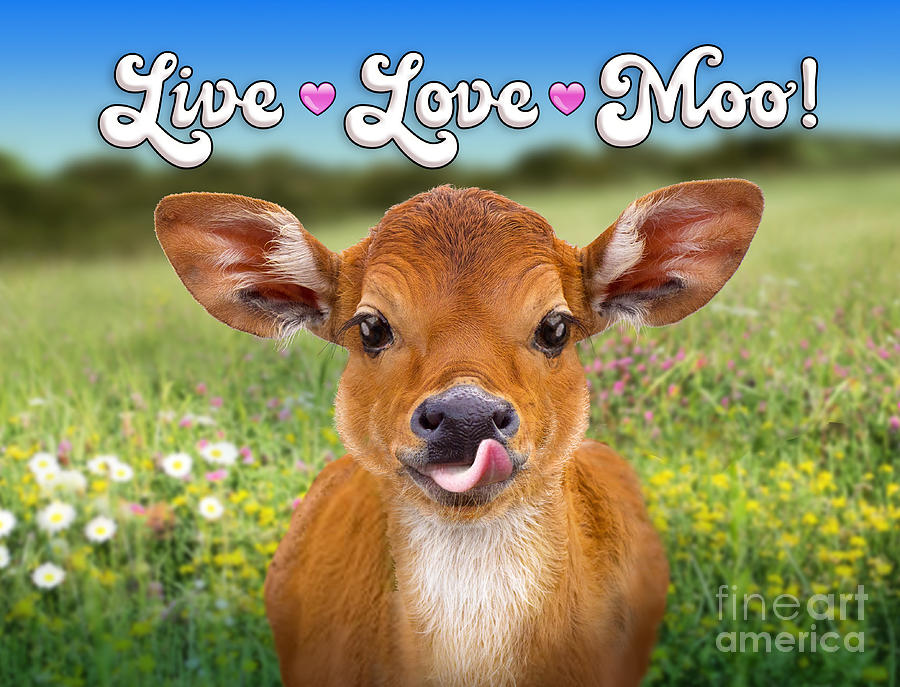 Live Love Moo Digital Art by Evie Cook