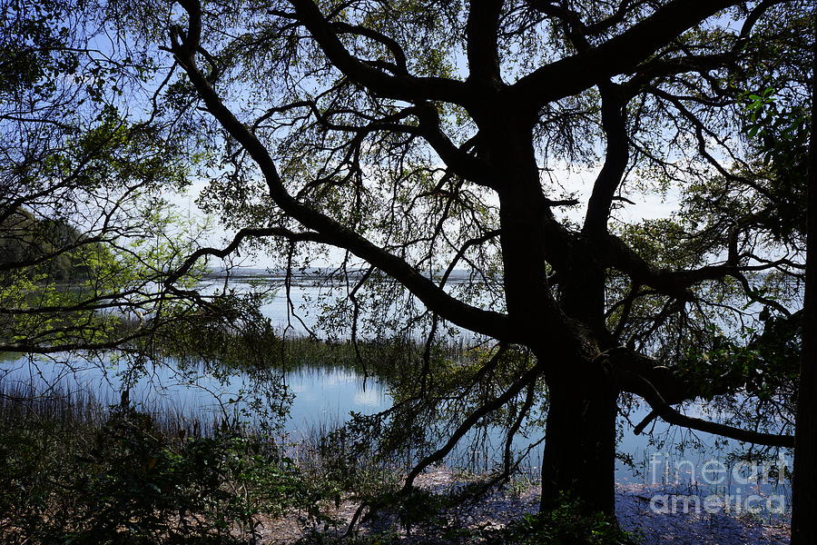 Live Oak Silhouette  Photograph by Groover Studios