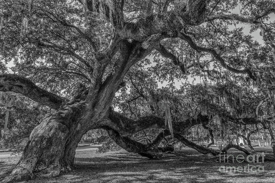 Live Oak Tree - Magnolia Cemetery Photograph
