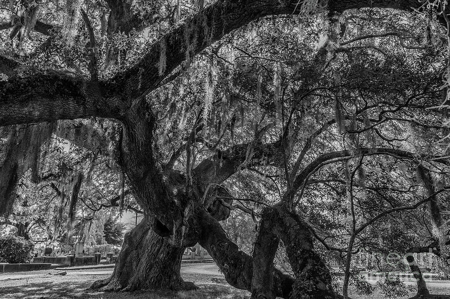 Live Oak Tree Twisted Growth Photograph