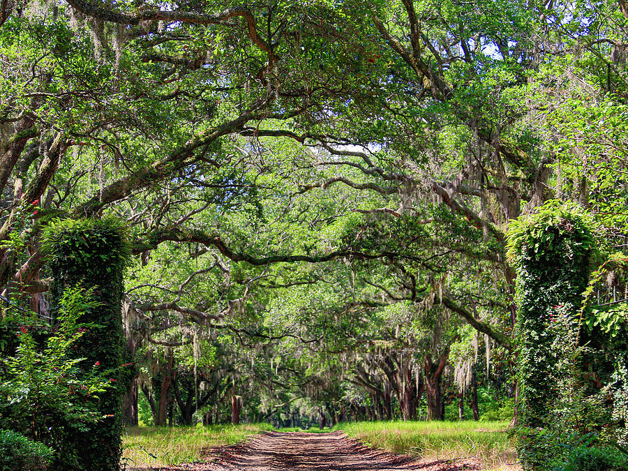 Live Oaks and Spanish Moss Photograph by Kevin Senter