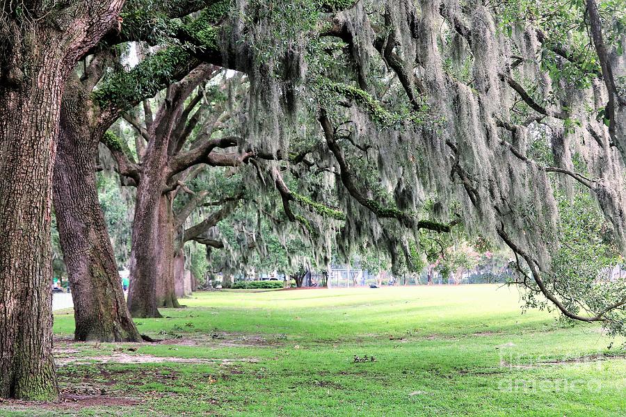 Live Oaks Of Forsyth Take A Bow Photograph