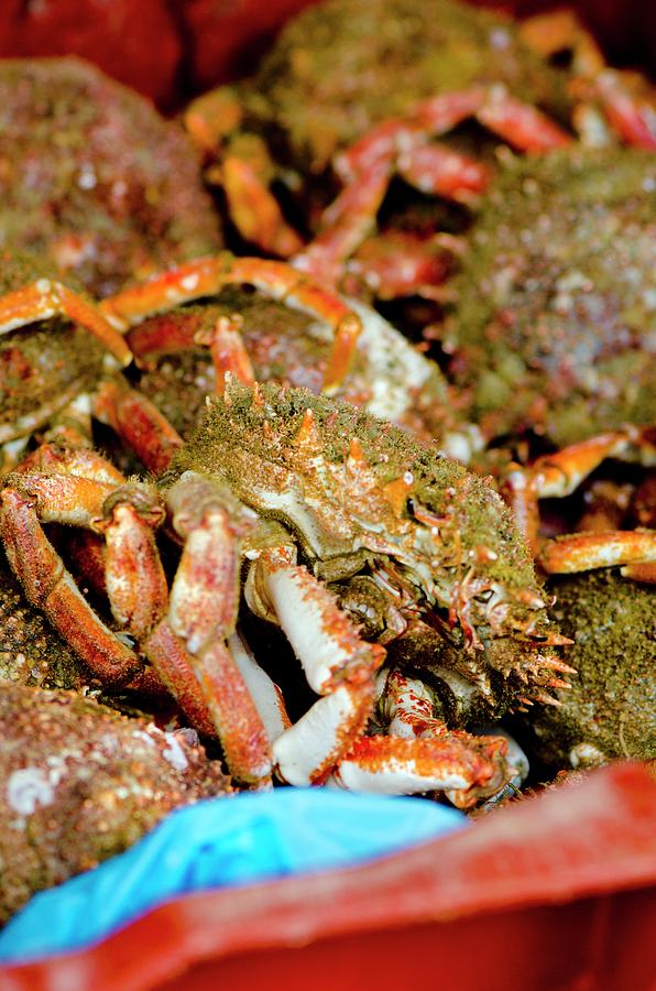 Live Spider Crabs At A Market Photograph by Jamie Watson