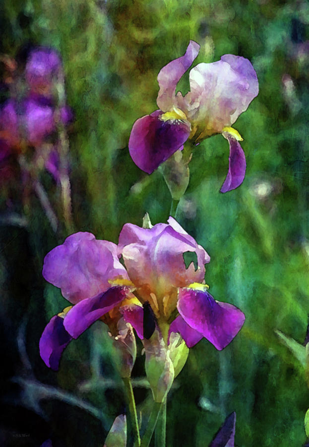 Lively 6824 IDP_2 by Steven Ward Lively 6824 IDP_2 by Steven Ward