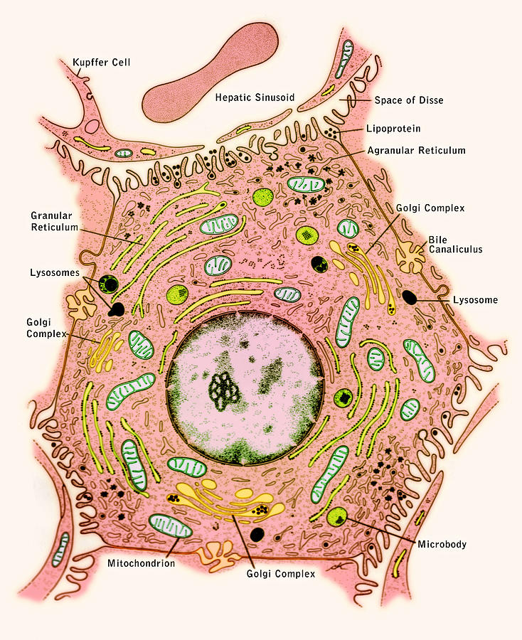 hepatocytes structure