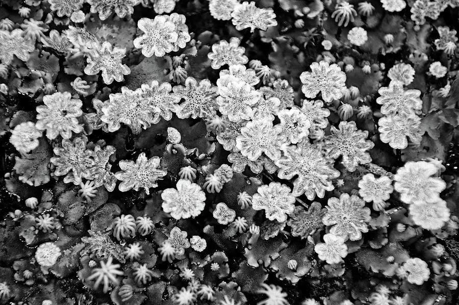 Liverwort Black And White Photograph by Debbie Oppermann