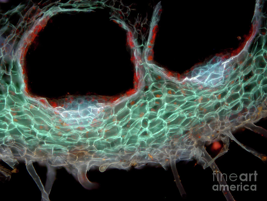 Liverwort Thallus Photograph by Magda Turzanska / Science Photo Library ...