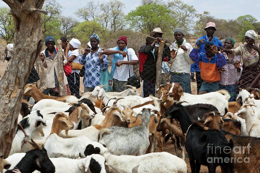 Animal Photograph - Livestock Auction by Dr Andre Van Rooyen/science Photo Library