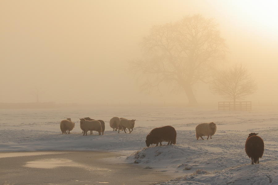 Livestock Grazing On Foggy Winters Day Photograph by Jonny Hirons Photography