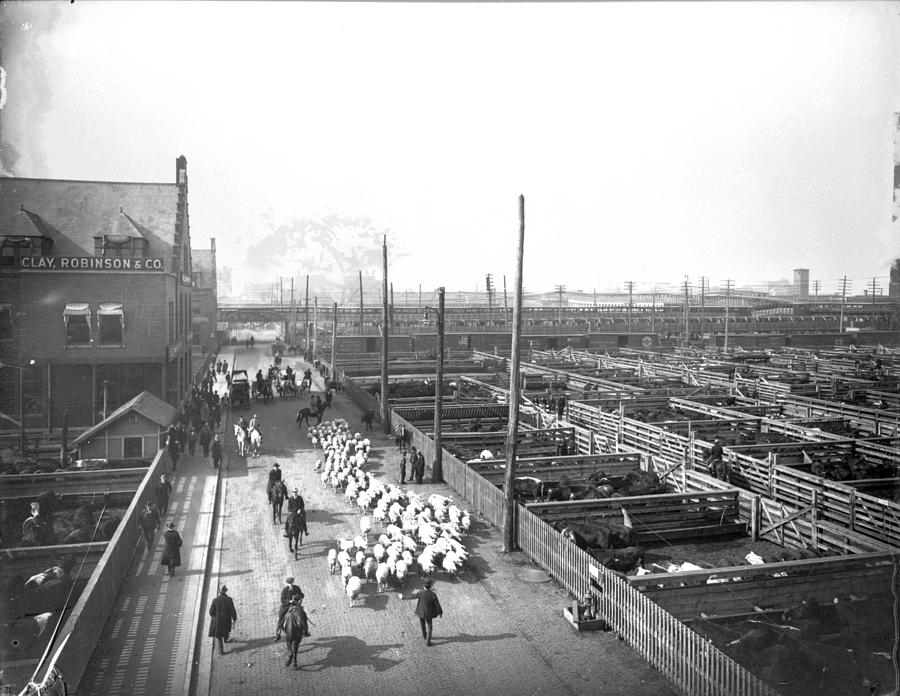 Livestock Pens At The Stockyards Photograph by Chicago History Museum