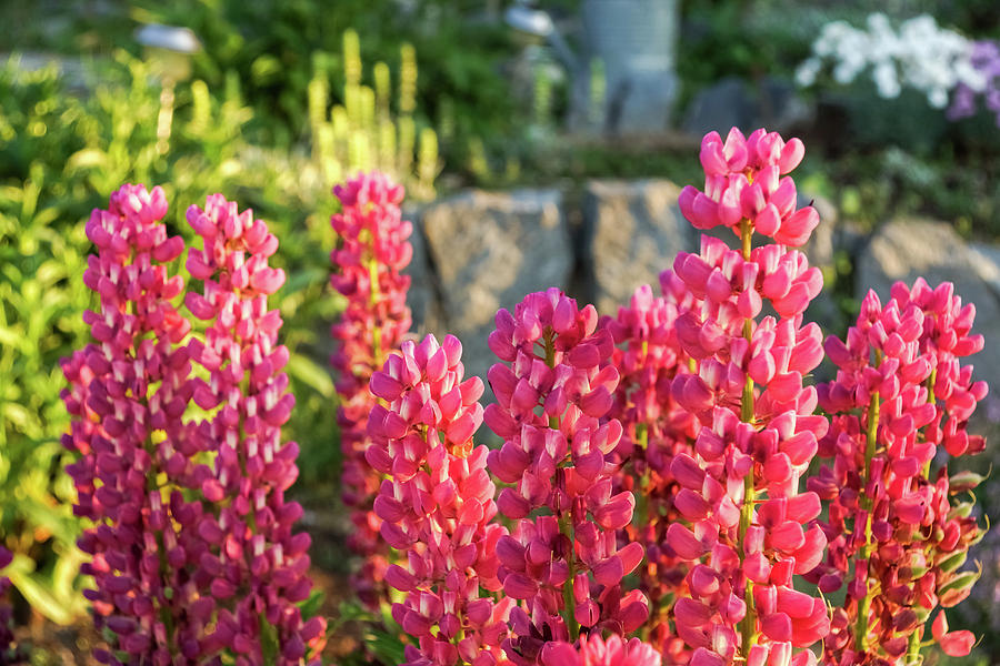 Living Coral Colored Lupines in Glorious Morning Light Photograph by Georgia Mizuleva