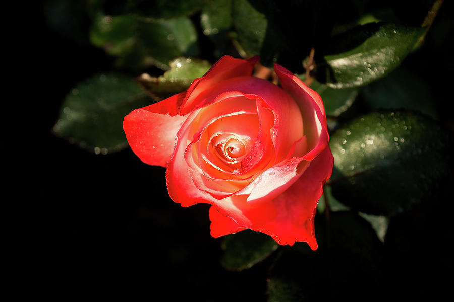 Living Coral Colored Rose with a Blush of Red Photograph by Georgia Mizuleva