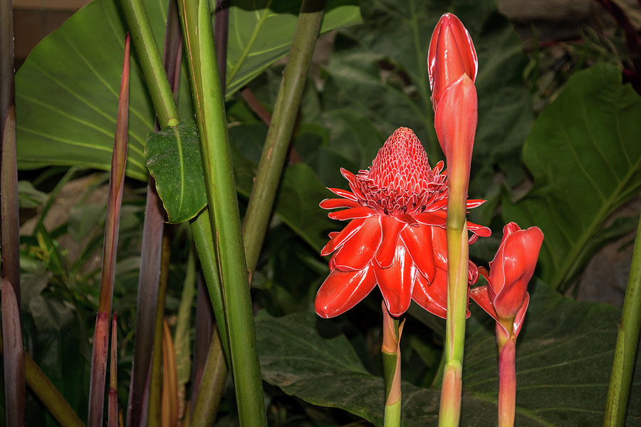 Living Coral Colored Torch Ginger Lily Photograph By Georgia Mizuleva