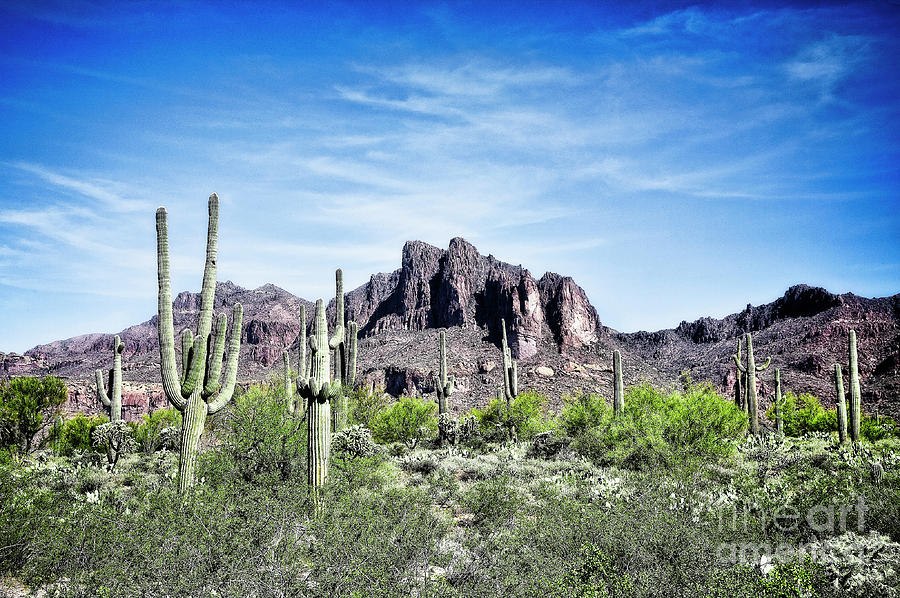 Living Desert by Scott Kemper Living Desert by Scott Kemper