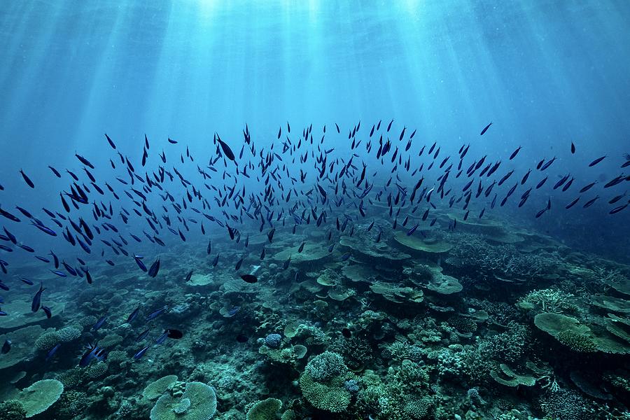 Living Reef Photograph by Serge Melesan