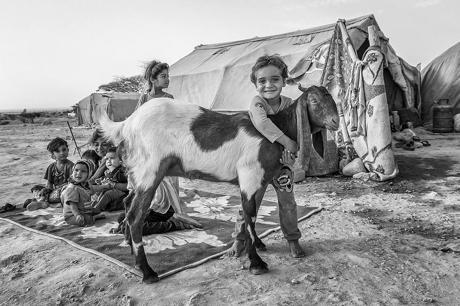 Living With Goat Photograph by Amir Hossein Kamali | ???????? ?????