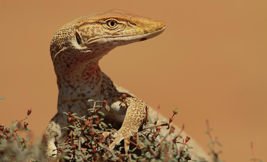 Lizard Called Desert Monitor Digital Art by Thomas Gruner
