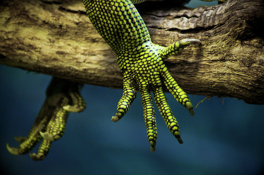 Lizard Claws Photograph by Global Imagery By Charles B. Rich