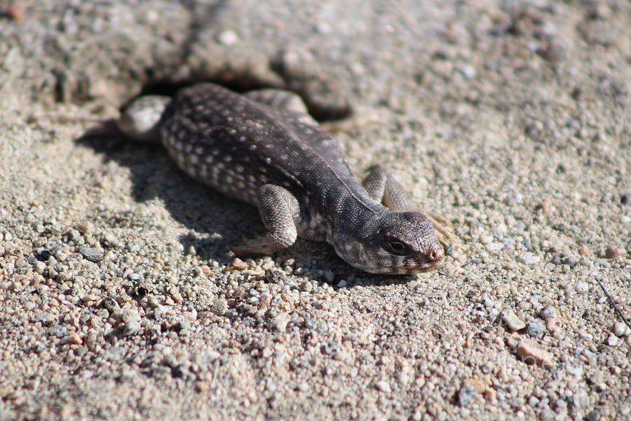 Lizard Coachella Wildlife Preserve Photograph by Colleen Cornelius