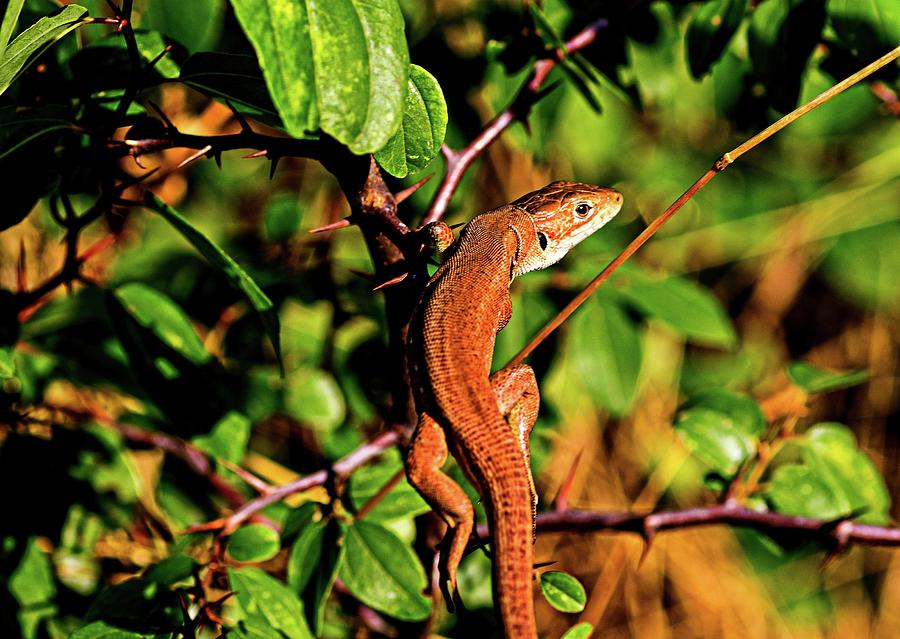 Lizard in the forest Photograph by Martin Smith