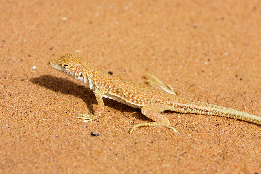 Lizard In The Libyan Desert, Libya, Africa Photograph By Konrad Wothe 