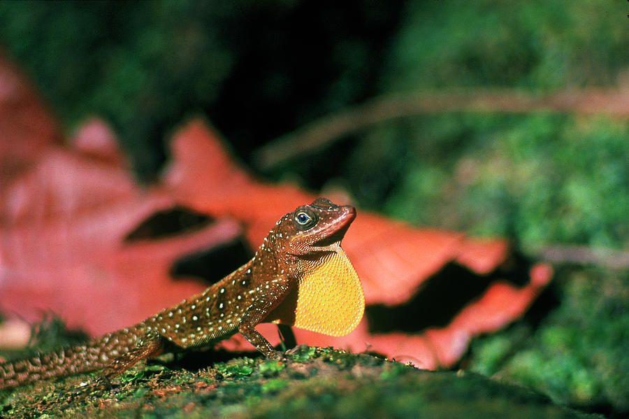 Lizard Photograph - Lizard by John Dominis