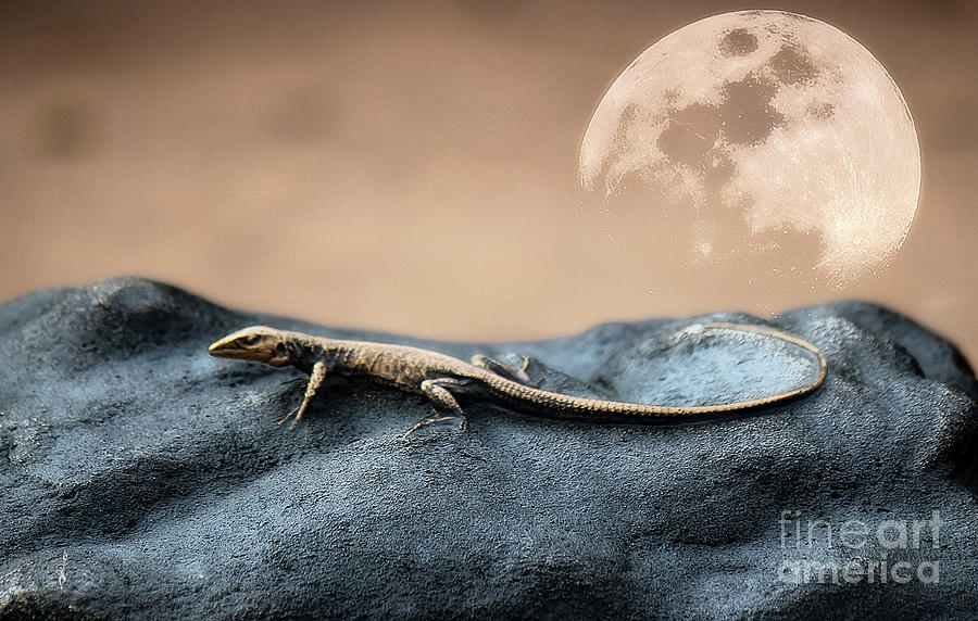 Lizard Moon Digital Art By Gina Geldbach Hall Pixels