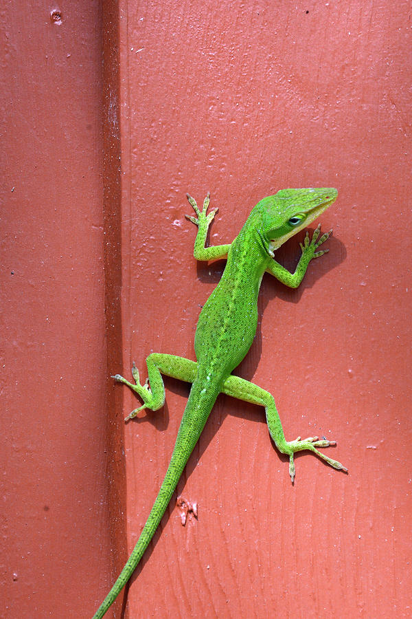 Lizard on Mauve in the Jekyll Island Historic District Photograph by Bruce Gourley