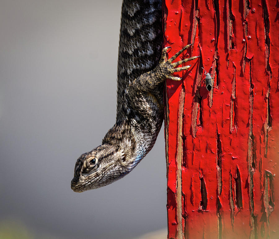 Lizard on Red Photograph by Rick Mosher