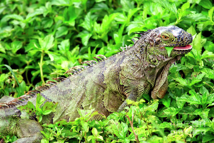Lizard Snack in Miami Photograph by John Rizzuto